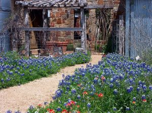 LBJ Wildflower Center is one of the many outdoor activities in Austin